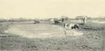 Massart (1908, foto 55)