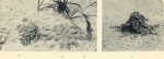Massart (1908, foto 71)