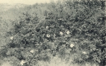 Massart (1908, foto 73)