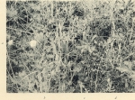 Massart (1908, foto 76)