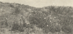 Massart (1908, foto 77)