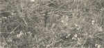 Massart (1908, foto 78)