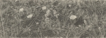 Massart (1908, foto 79 B.)