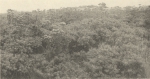 Massart (1908, foto 80)