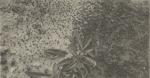 Massart (1908, foto 81)