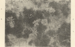 Massart (1908, foto 82)