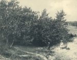 Massart (1908, foto 85)