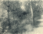 Massart (1908, foto 086) Massart (1908, foto 086)