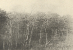 Massart (1908, foto 090) Massart (1908, foto 090)