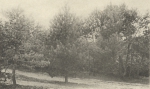 Massart (1908, foto 91)