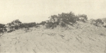 Massart (1908, foto 92)
