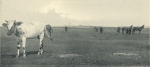 Massart (1908, foto 097) Massart (1908, foto 097)