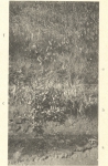 Massart (1908, foto 102 B.) Massart (1908, foto 102 B.)