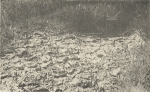 Massart (1908, foto 103) Massart (1908, foto 103)