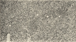 Massart (1908, foto 106) Massart (1908, foto 106)