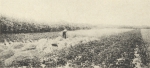 Massart (1908, foto 165) Massart (1908, foto 165)