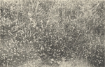 Massart (1908, foto 166) Massart (1908, foto 166)