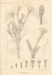 Van Beneden (1844, pl. 1) Van Beneden (1844, pl. 1)