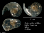 Mollusca (molluscs)