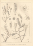 Van Beneden, P.-J. (1844). Mémoire sur les Campanulaires de la côte d'Ostende, considérés sous le rapport physiologique, embryogénique et zoologique Nouveaux Mémoires de l'Académie Royale des Sciences et des Belles-Lettres de Bruxelles. In 4° XV Van Beneden, P.-J. (1844). Mémoire sur les Campanulaires de la côte d'Ostende, considérés sous le rapport physiologique, embryogénique et zoologique Nouveaux Mémoires de l'Académie Royale des Sciences et des Belles-Lettres de Bruxelles. In 4° XV