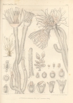 Van Beneden, P.-J. (1844). Recherches sur l'embryogénie des Tubulaires, et l'histoire naturelle des différents genres de cette famille qui habitent la côte d'Ostende Nouveaux Mémoires de l'Académie Royale des Sciences et des Belles-Lettres de Br Van Beneden, P.-J. (1844). Recherches sur l'embryogénie des Tubulaires, et l'histoire naturelle des différents genres de cette famille qui habitent la côte d'Ostende Nouveaux Mémoires de l'Académie Royale des Sciences et des Belles-Lettres de Br