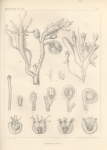 Hydrozoa