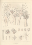 Van Beneden, P.-J. (1844). Recherches sur l'embryogénie des Tubulaires, et l'histoire naturelle des différents genres de cette famille qui habitent la côte d'Ostende Nouveaux Mémoires de l'Académie Royale des Sciences et des Belles-Lettres de Br Van Beneden, P.-J. (1844). Recherches sur l'embryogénie des Tubulaires, et l'histoire naturelle des différents genres de cette famille qui habitent la côte d'Ostende Nouveaux Mémoires de l'Académie Royale des Sciences et des Belles-Lettres de Br