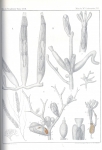 Van Beneden, P.-J. (1845). Recherches sur l'anatomie, la physiologie et le développement des Bryozoaires qui habitent la côte d'Ostende Nouveaux Mémoires de l'Académie Royale des Sciences et des Belles-Lettres de Bruxelles. In 4° XVIII: 1-44 Van Beneden, P.-J. (1845). Recherches sur l'anatomie, la physiologie et le développement des Bryozoaires qui habitent la côte d'Ostende Nouveaux Mémoires de l'Académie Royale des Sciences et des Belles-Lettres de Bruxelles. In 4° XVIII: 1-44