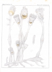 Van Beneden, P.-J. (1845). Recherches sur l'anatomie, la physiologie et le développement des Bryozoaires qui habitent la côte d'Ostende (suite): histoire naturelle du genre Pedicellina Nouveaux Mémoires de l'Académie Royale des Sciences e Van Beneden, P.-J. (1845). Recherches sur l'anatomie, la physiologie et le développement des Bryozoaires qui habitent la côte d'Ostende (suite): histoire naturelle du genre Pedicellina Nouveaux Mémoires de l'Académie Royale des Sciences e