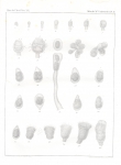 Van Beneden, P.-J. (1845). Recherches sur l'anatomie, la physiologie et le développement des Bryozoaires qui habitent la côte d'Ostende (suite): histoire naturelle du genre Pedicellina Nouveaux Mémoires de l'Académie Royale des Sciences e Van Beneden, P.-J. (1845). Recherches sur l'anatomie, la physiologie et le développement des Bryozoaires qui habitent la côte d'Ostende (suite): histoire naturelle du genre Pedicellina Nouveaux Mémoires de l'Académie Royale des Sciences e