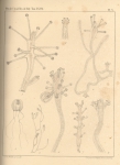 Van Beneden (1867, pl. 05) Van Beneden (1867, pl. 05)