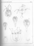 Van Beneden (1867, pl. 07) Van Beneden (1867, pl. 07)
