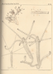 Van Beneden (1867, pl. 08) Van Beneden (1867, pl. 08)