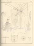 Van Beneden (1867, pl. 13) Van Beneden (1867, pl. 13)