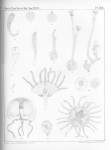 Van Beneden, P.-J. (1867). Recherches sur la faune littorale de Belgique (Polypes) Mém. Acad. R. Sci. Lett. B.-Arts Belg., Collect. 4 XXXVI: 1-207, plates I-XIX Van Beneden, P.-J. (1867). Recherches sur la faune littorale de Belgique (Polypes) Mém. Acad. R. Sci. Lett. B.-Arts Belg., Collect. 4 XXXVI: 1-207, plates I-XIX
