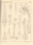 Van Beneden (1867, pl. 16) Van Beneden (1867, pl. 16)