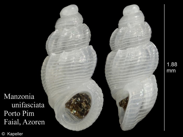 Manzonia unifasciata