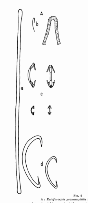 Cabioch, 1968 Fig. 9 a–d