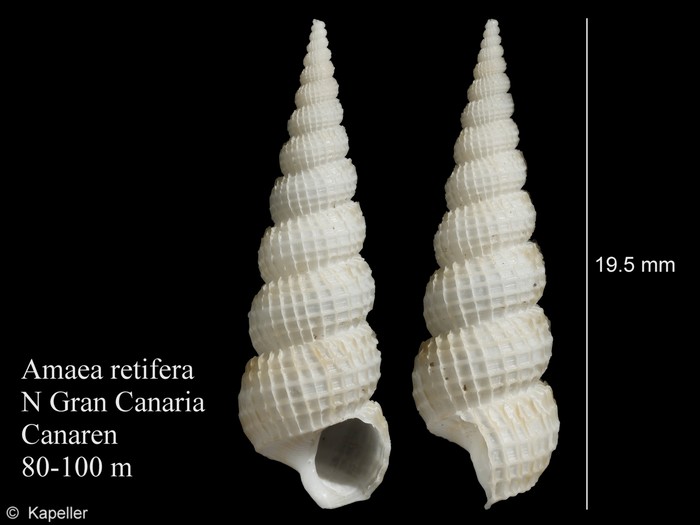 Amaea retifera