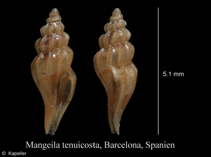 Mangelia tenuicosta