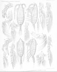 Spinocalanus angusticeps