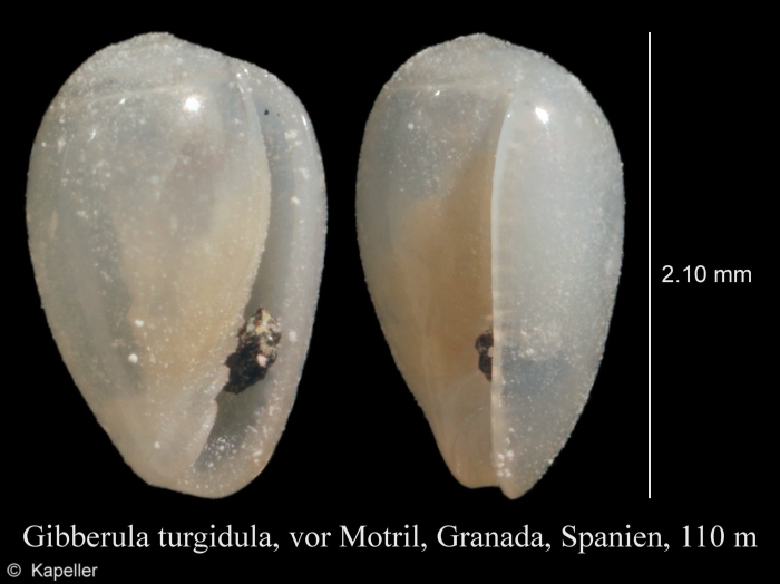 Gibberula turgidula