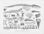 Van Beneden & Gervais (1880, pl. 10 & 11) Van Beneden & Gervais (1880, pl. 10 & 11)
