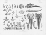 Van Beneden & Gervais (1880, pl. 14 & 15) Van Beneden & Gervais (1880, pl. 14 & 15)