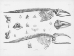 Van Beneden & Gervais (1880, pl. 01 & 02) Van Beneden & Gervais (1880, pl. 01 & 02)