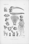 Van Beneden & Gervais (1880, pl. 03) Van Beneden & Gervais (1880, pl. 03)