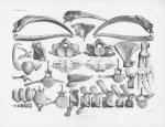 Van Beneden & Gervais (1880, pl. 04 & 05) Van Beneden & Gervais (1880, pl. 04 & 05)