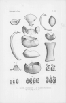 Van Beneden & Gervais (1880, pl. 08) Van Beneden & Gervais (1880, pl. 08)
