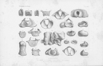 Van Beneden & Gervais (1880, pl. 16) Van Beneden & Gervais (1880, pl. 16)