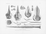 Van Beneden & Gervais (1880, pl. 19) Van Beneden & Gervais (1880, pl. 19)
